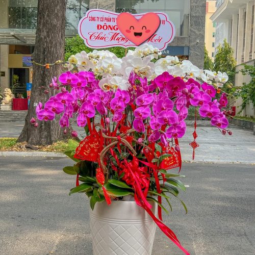 Hoa Lan Hồ Điệp M223