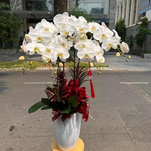 Hoa Lan Hồ Điệp M219