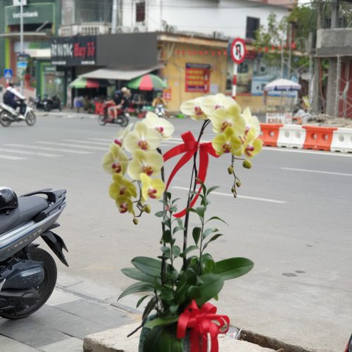 Hoa Lan Hồ Điệp M218