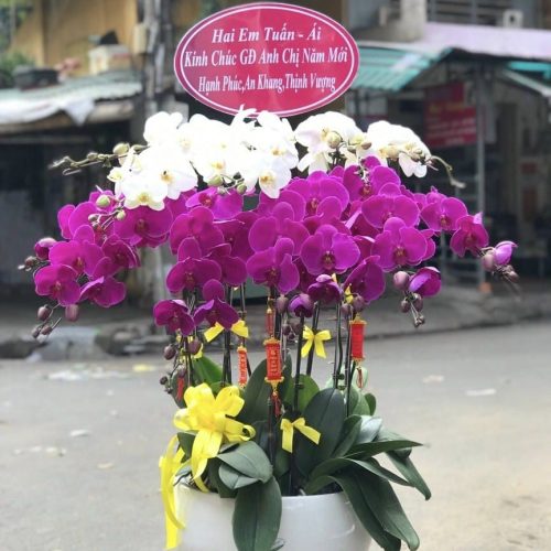 Hoa Lan Hồ Điệp M222