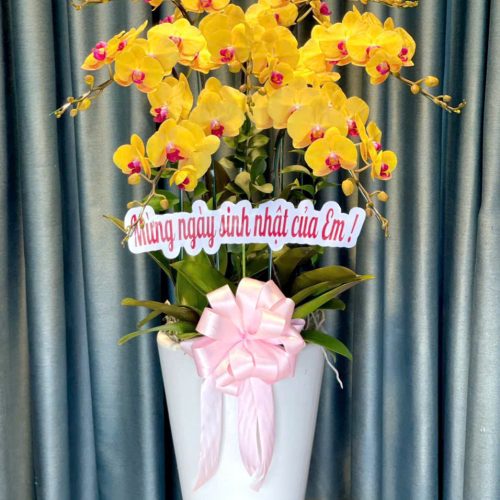 Hoa Lan Hồ Điệp M214