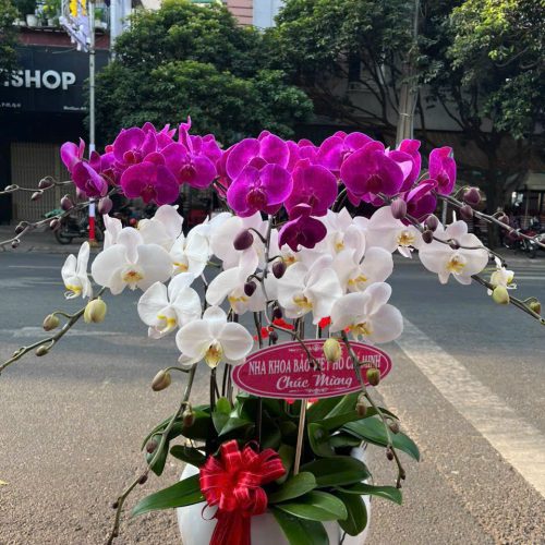 Hoa Lan Hồ Điệp M227