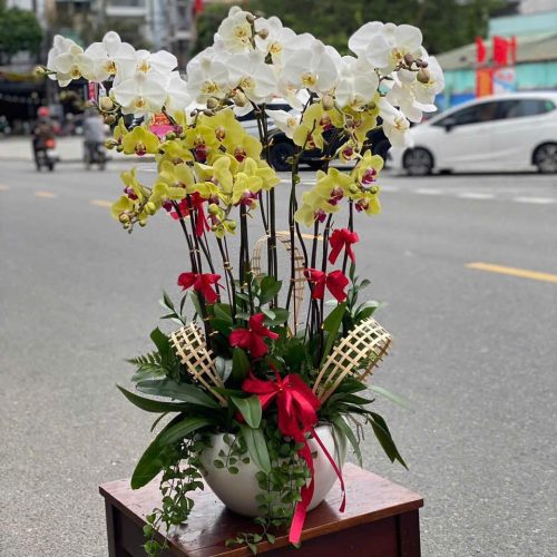 Hoa Lan Hồ Điệp M228