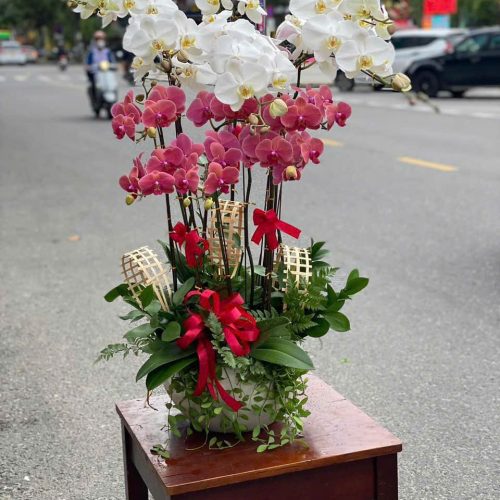Hoa Lan Hồ Điệp M229