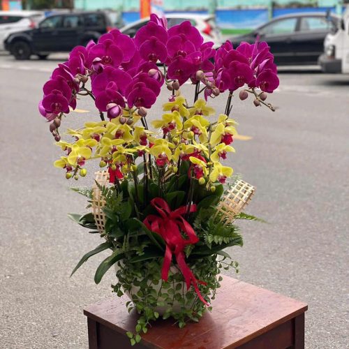 Hoa Lan Hồ Điệp M230