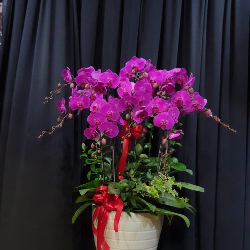 Hoa Lan Hồ Điệp M319