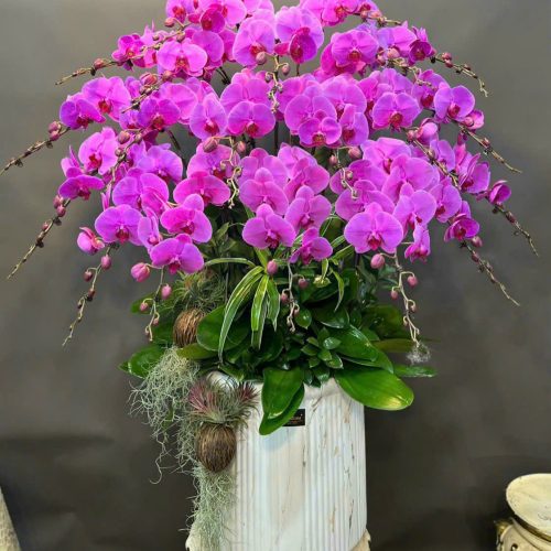 Hoa Lan Hồ Điệp M316