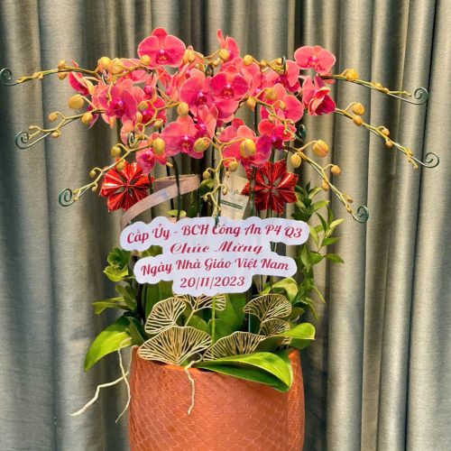 Hoa Lan Hồ Điệp M322