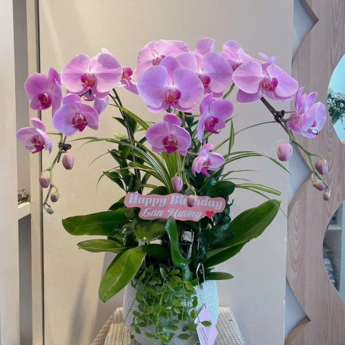 Hoa Lan Hồ Điệp M320