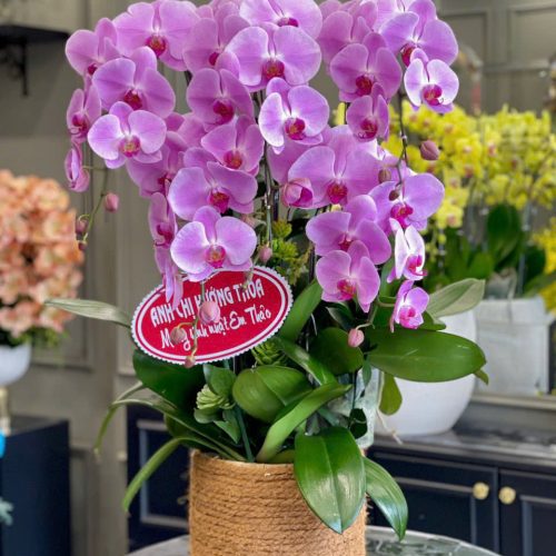 Hoa Lan Hồ Điệp M325