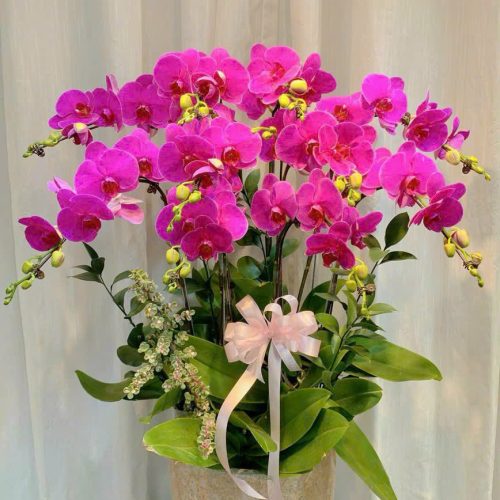 Hoa Lan Hồ Điệp M323