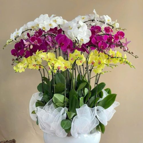 Hoa Lan Hồ Điệp M321