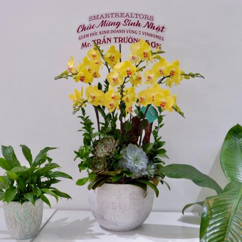 Hoa Lan Hồ Điệp M385