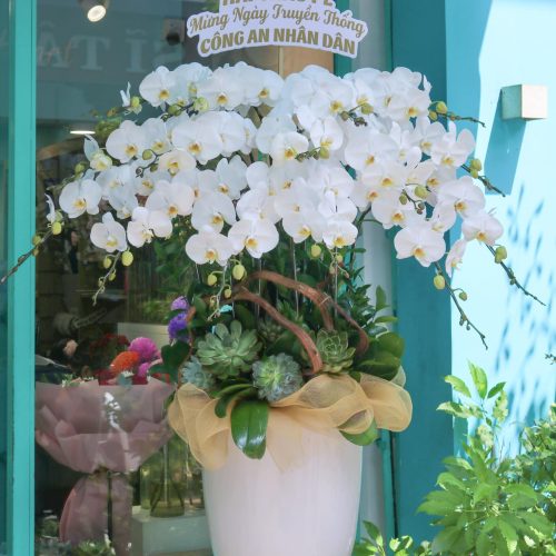 Hoa Lan Hồ Điệp M381