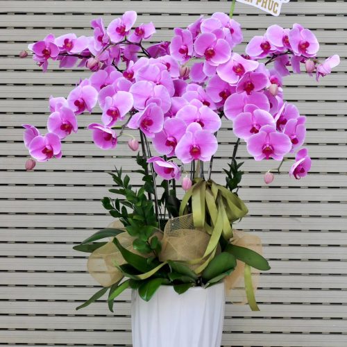 Hoa Lan Hồ Điệp M382