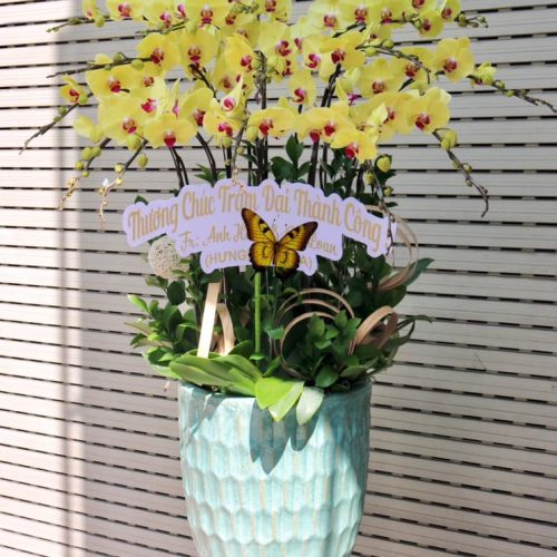 Hoa Lan Hồ Điệp M384