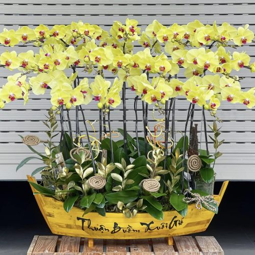 Hoa Lan Hồ Điệp M380