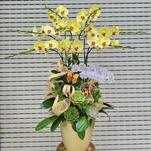 Hoa Lan Hồ Điệp M386