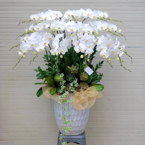 Hoa Lan Hồ Điệp M387