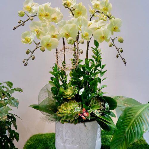 Hoa Lan Hồ Điệp M388