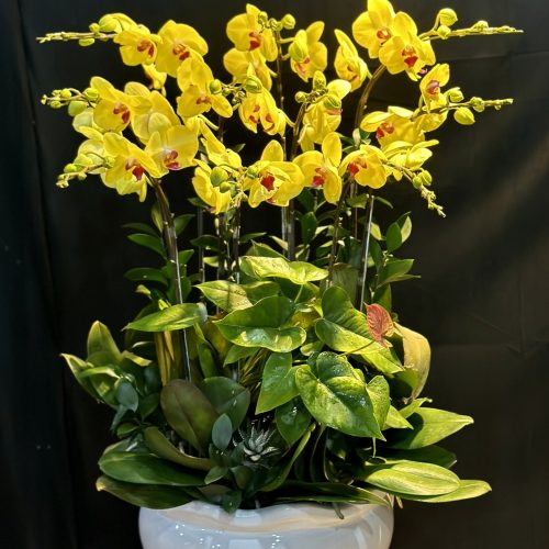 Hoa Lan Hồ Điệp M389