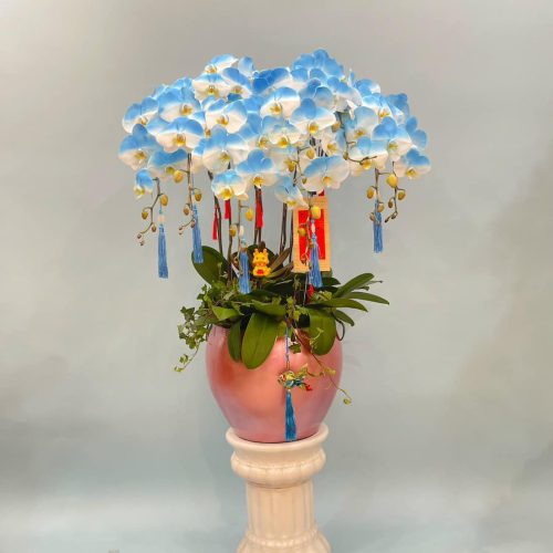 Hoa Lan Hồ Điệp M391