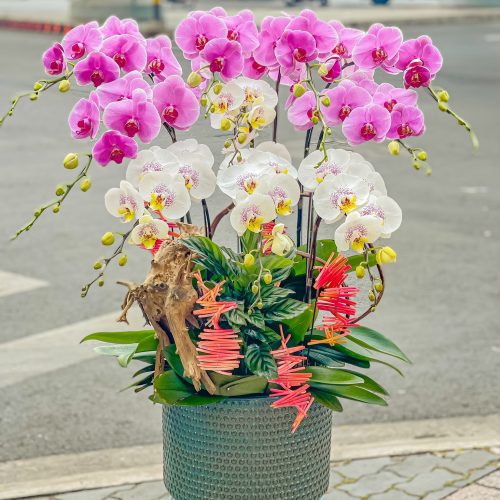 Hoa Lan Hồ Điệp M392