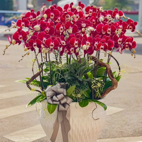 Hoa Lan Hồ Điệp M393