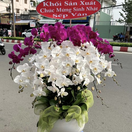 Hoa Lan Hồ Điệp M394