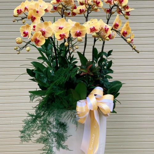 Hoa Lan Hồ Điệp M397