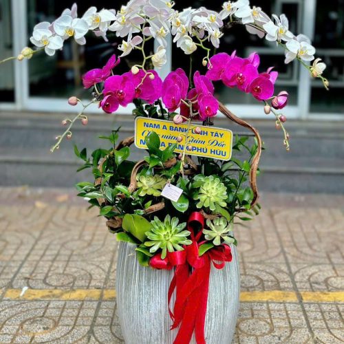 Hoa Lan Hồ Điệp M398