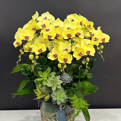 Hoa Lan Hồ Điệp M399