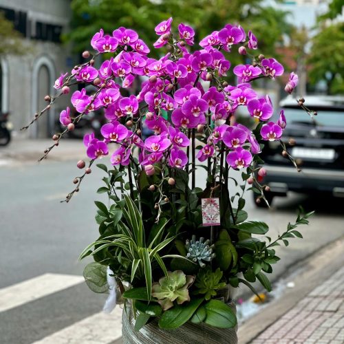 Hoa Lan Hồ Điệp M400