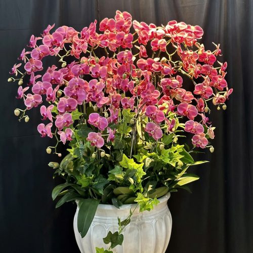 Hoa Lan Hồ Điệp M402