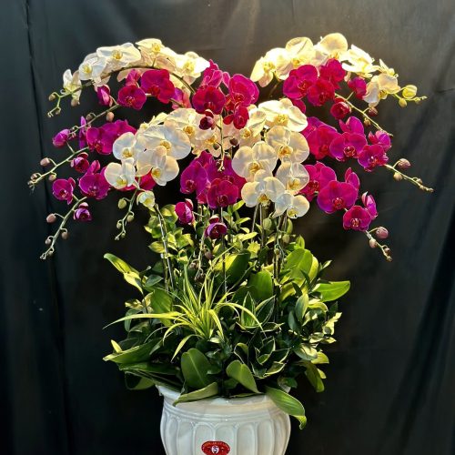 Hoa Lan Hồ Điệp M403