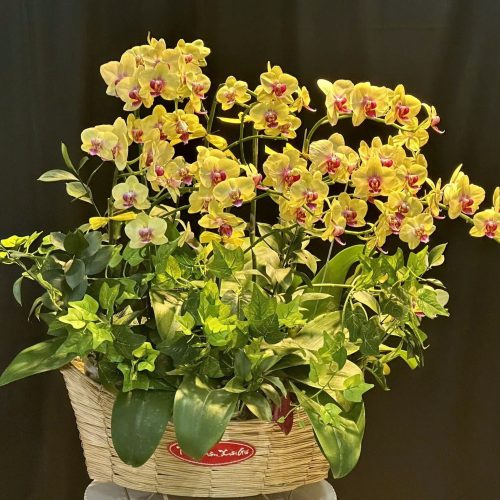 Hoa Lan Hồ Điệp M405