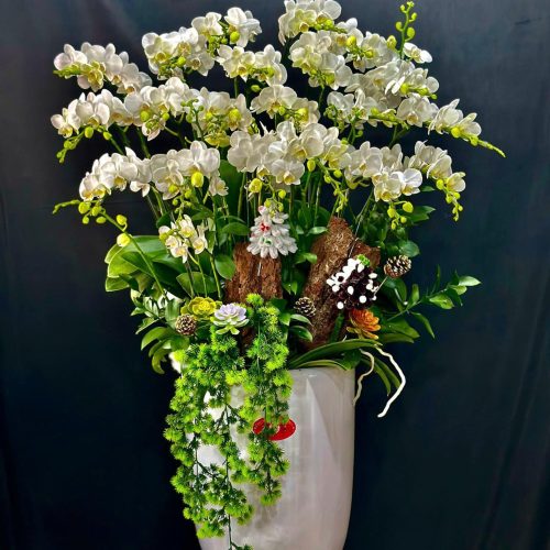 Hoa Lan Hồ Điệp Mini M407