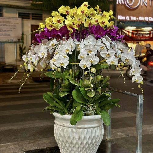 Hoa Lan Hồ Điệp M408