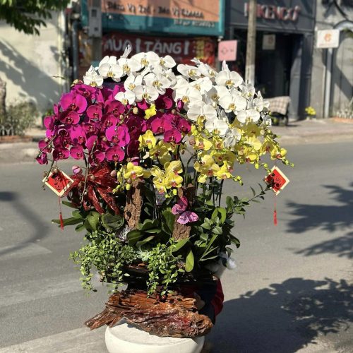 Hoa Lan Hồ Điệp M409