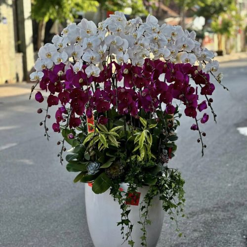 Hoa Lan Hồ Điệp M410