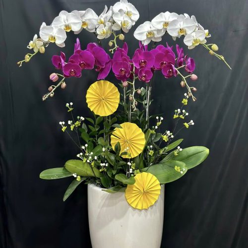 Hoa Lan Hồ Điệp M411