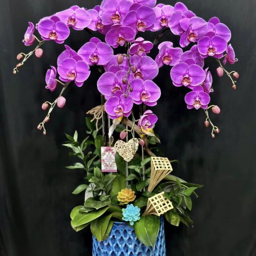 Hoa Lan Hồ Điệp M412