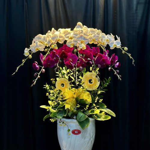 Hoa Lan Hồ Điệp M413