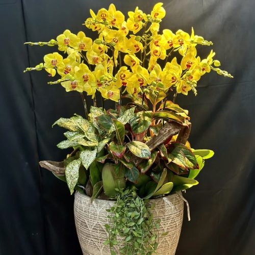 Hoa Lan Hồ Điệp M414