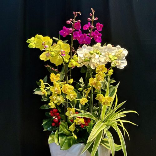 Hoa Lan Hồ Điệp M415