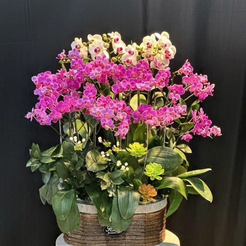 Hoa Lan Hồ Điệp M416