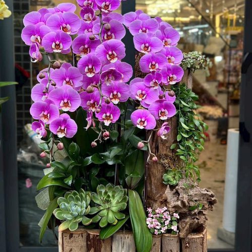 Lan Hồ Điệp Tím S21