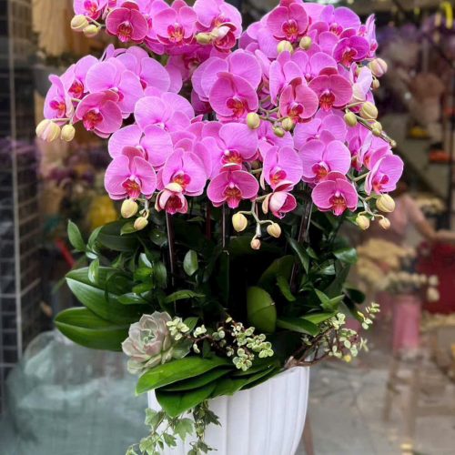 Lan Hồ Điệp Tím 10 Cây S22