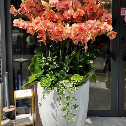 Lan Hồ Điệp S23